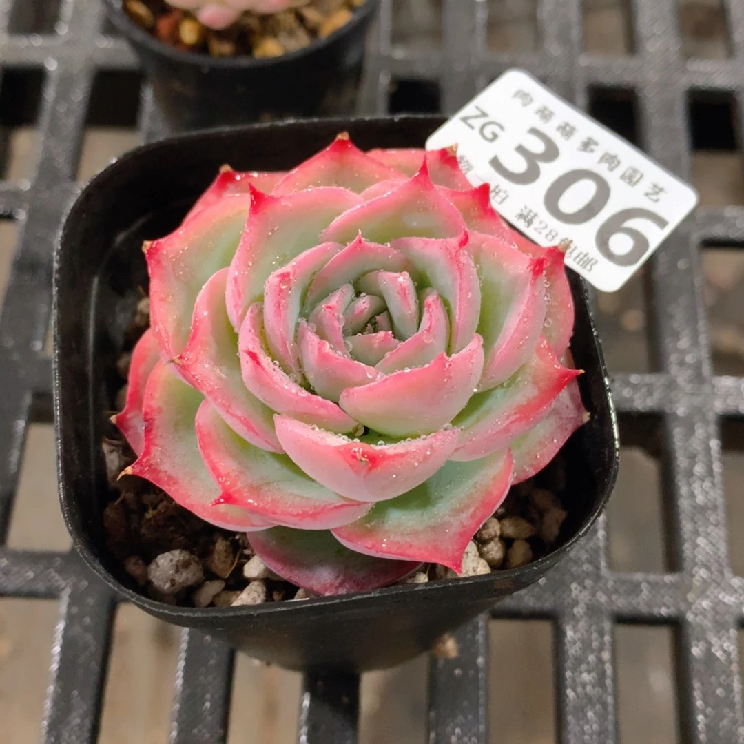 肉萌萌拇指盆精控多肉ZG306