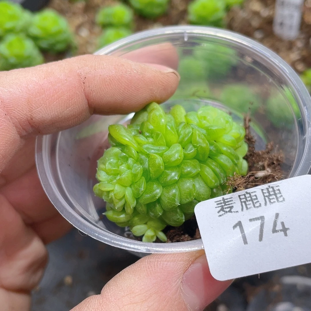 我***烤174。定。