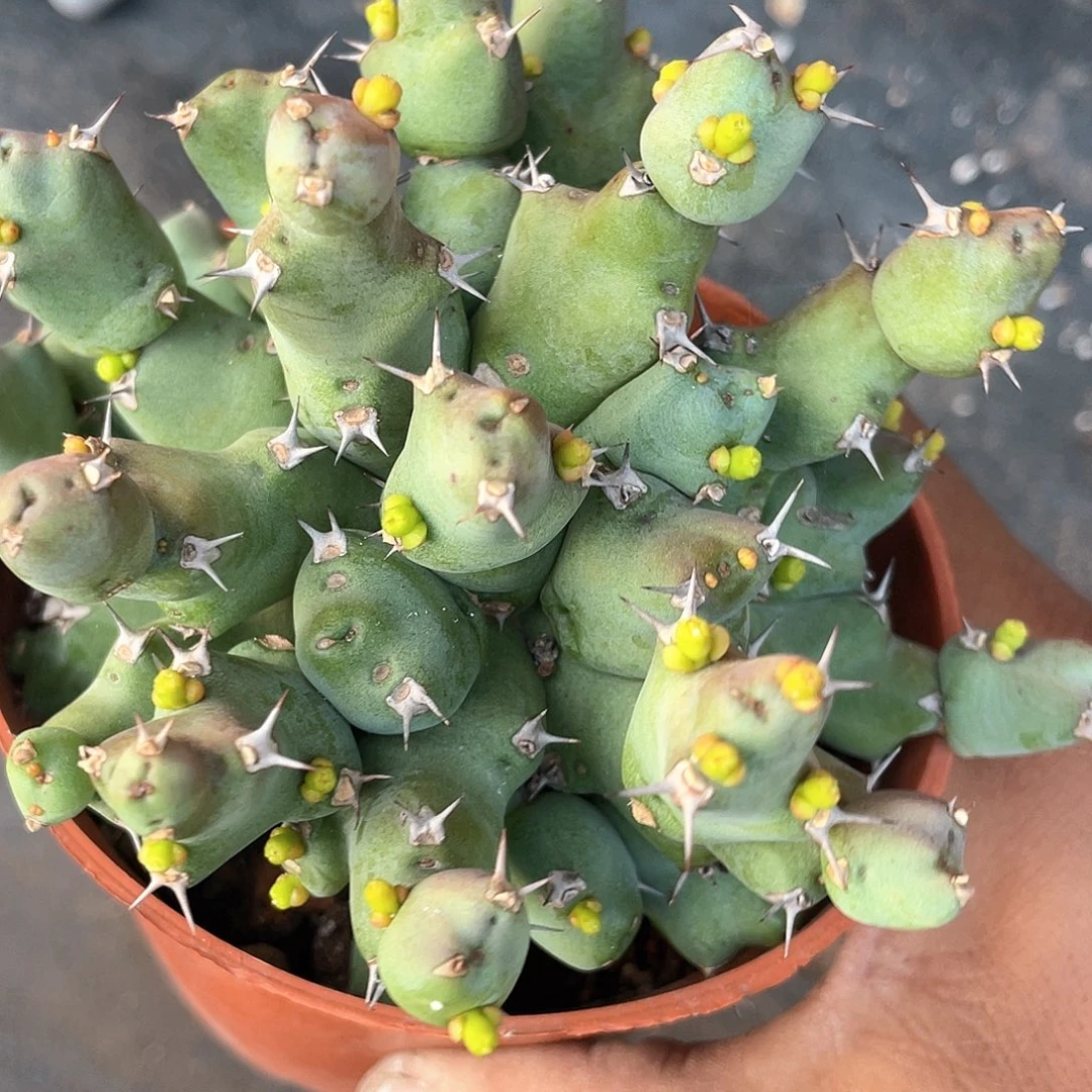 丘栖大戟带盆发货