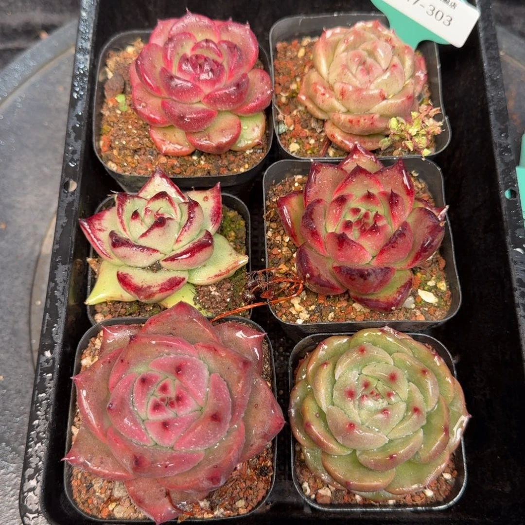 从前慢多肉精选编号1217.303