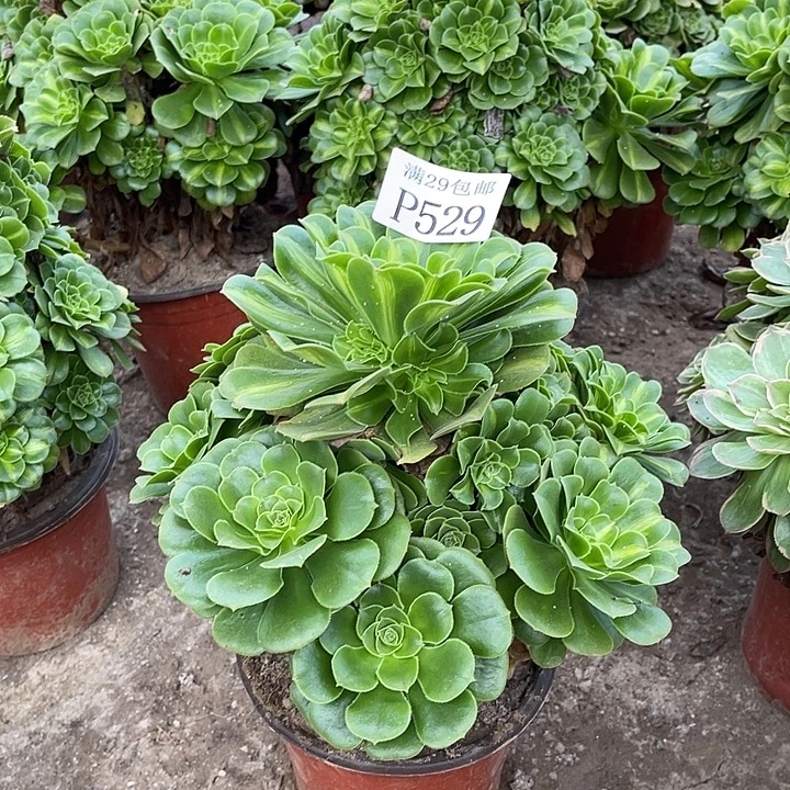 529翡翠琉璃多肉植物