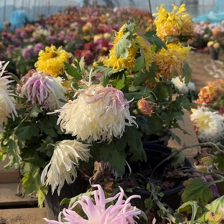 完全开放a21不包售后土球发