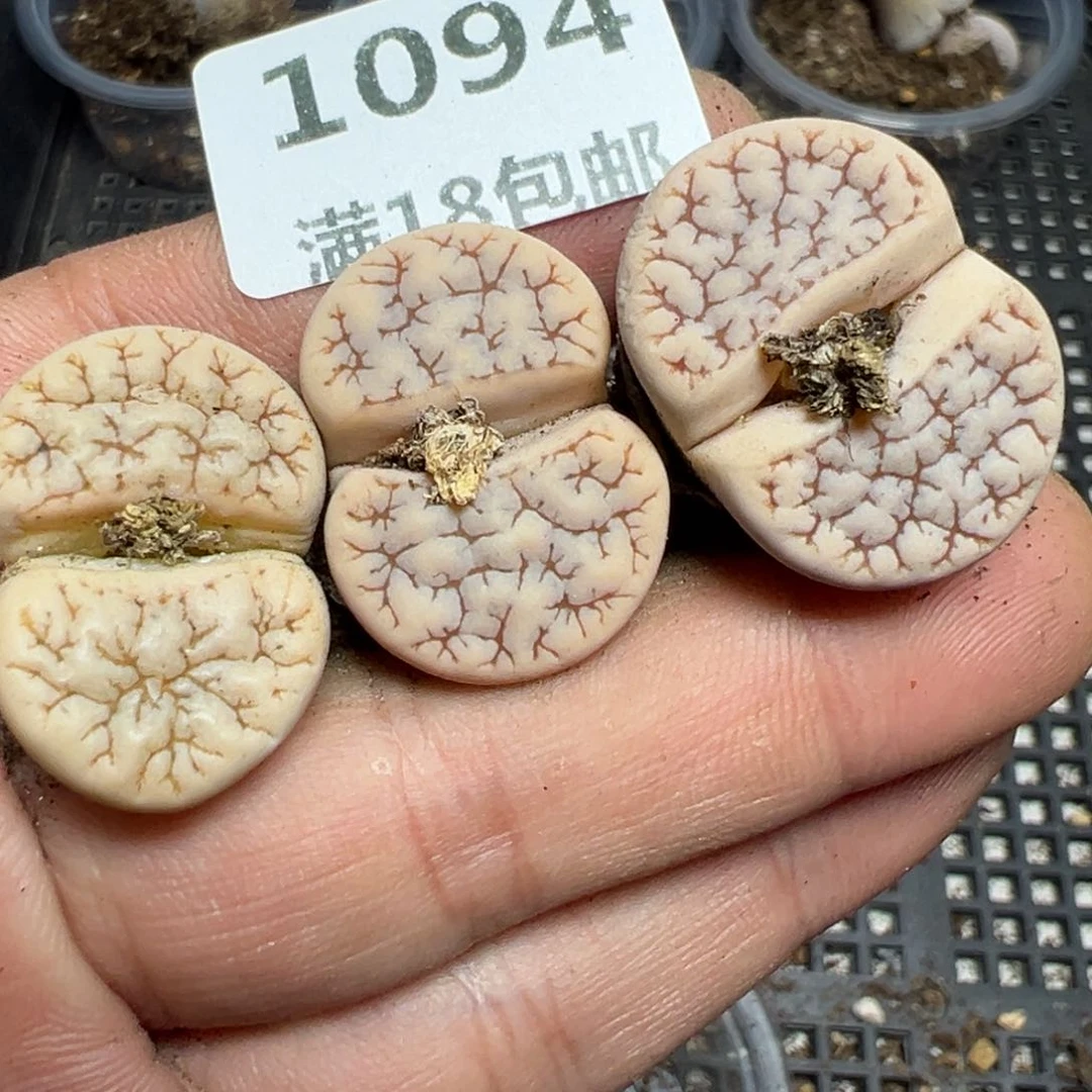 【闪购商品】 1094。