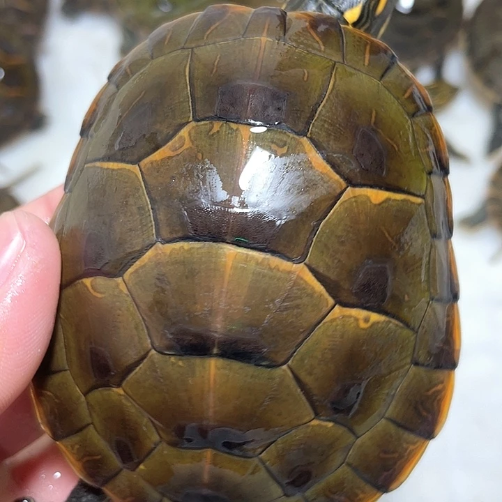 宠物龟母杂锦背甲8.4