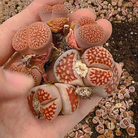 21114团团圆圆呀