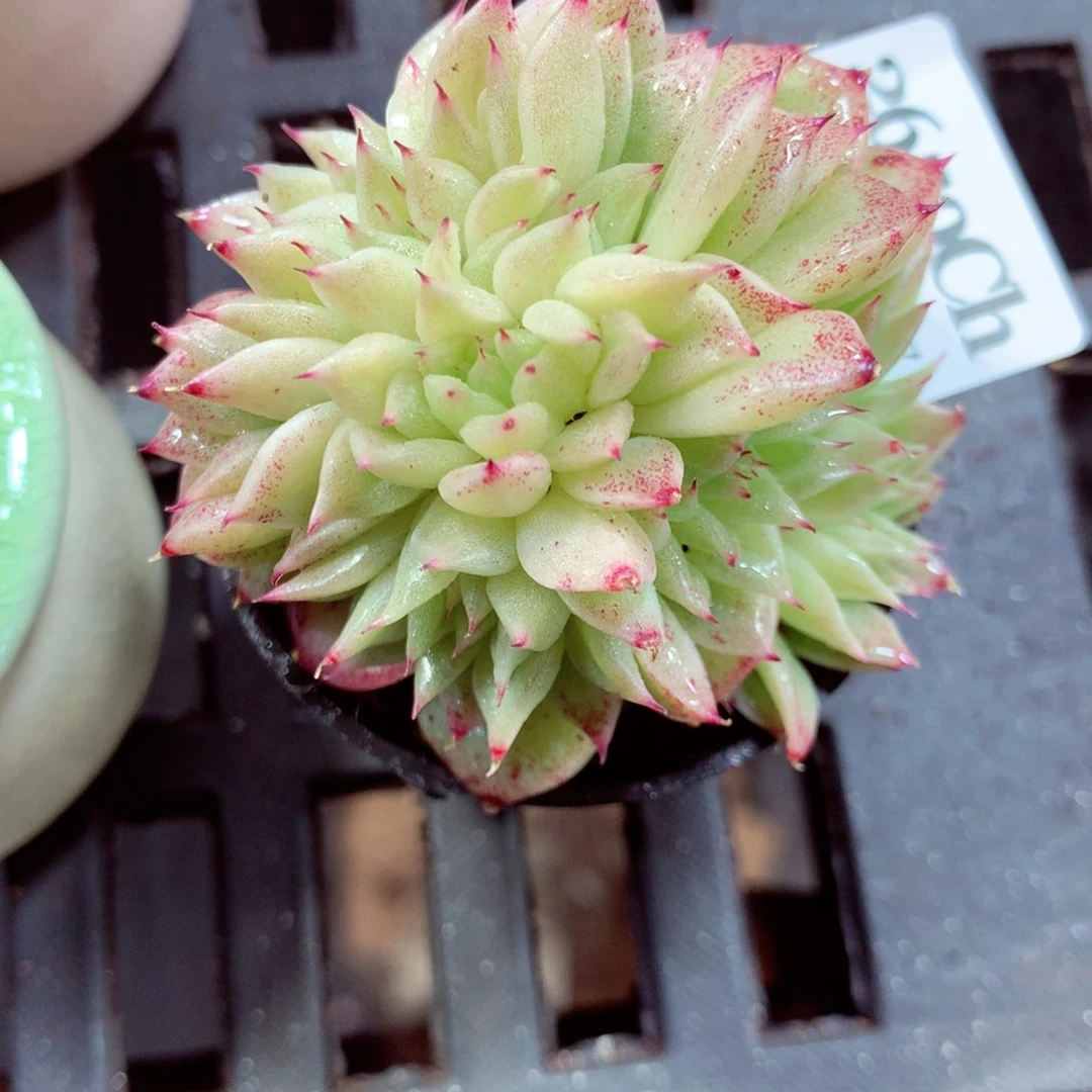 5厘米盆精控多肉2659