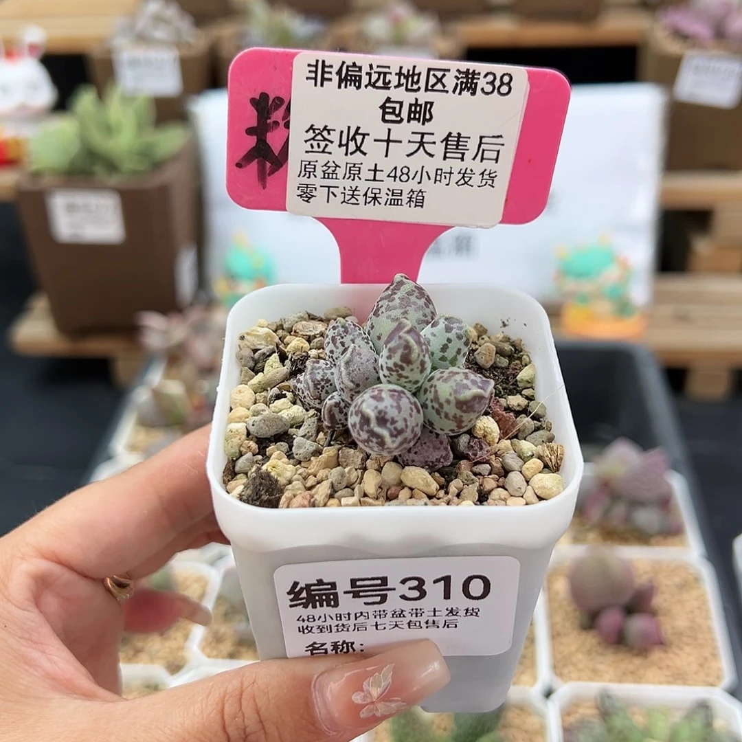 310达摩海豹多肉植物