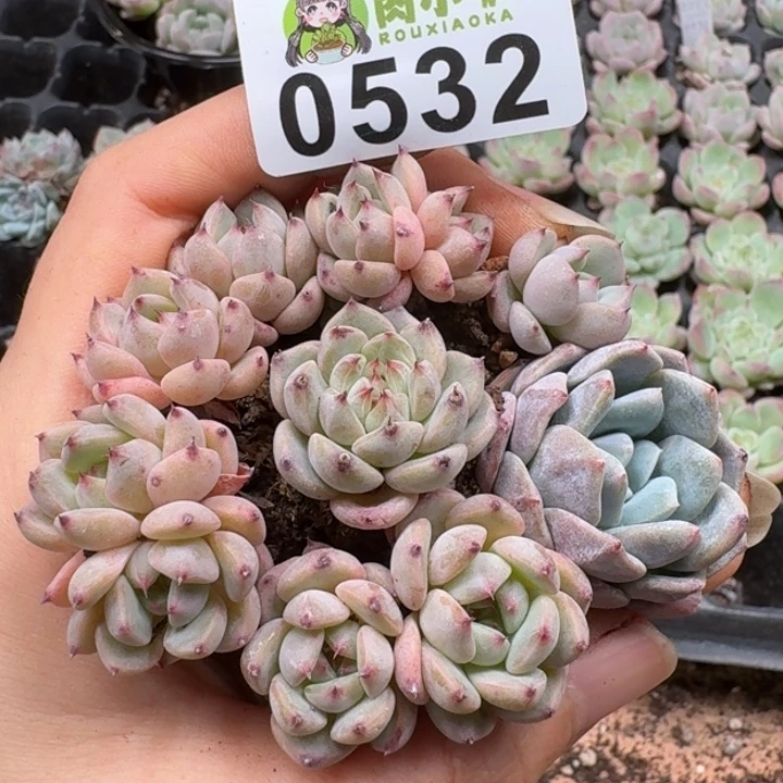 多肉植物多肉植物