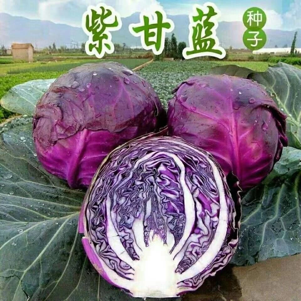 【紫甘蓝种子】紫甘蓝种子家庭阳台小院盆栽地栽四季种植