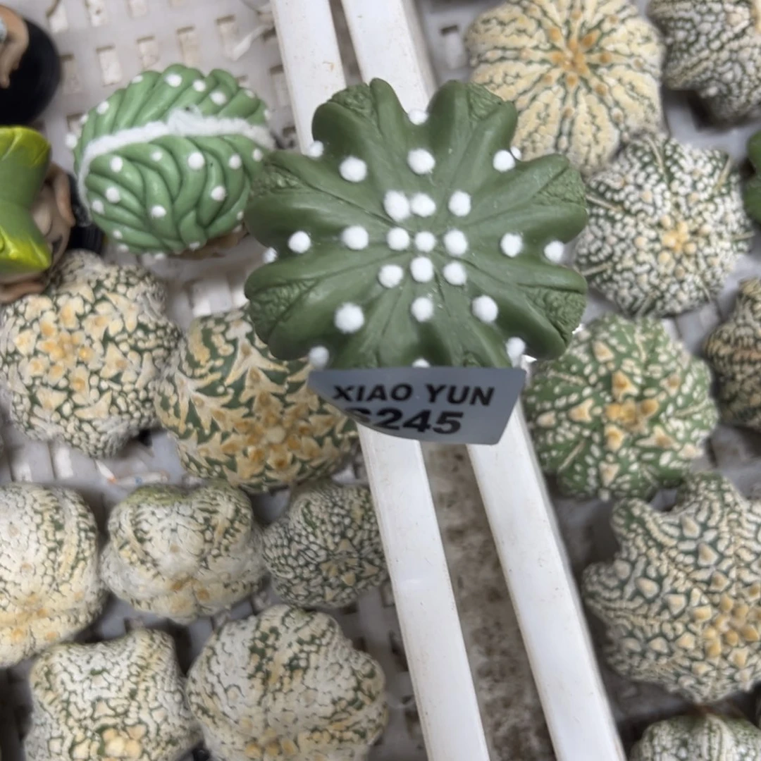 *****S245号摆件仙人球