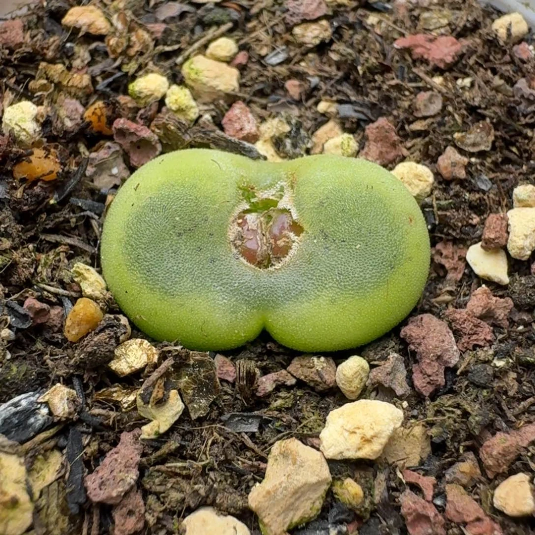 258带盆000000000000000