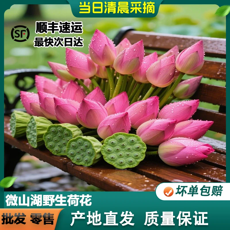 顺丰包邮新鲜荷花莲花鲜切花现采现发供佛办公装饰食用荷花苞