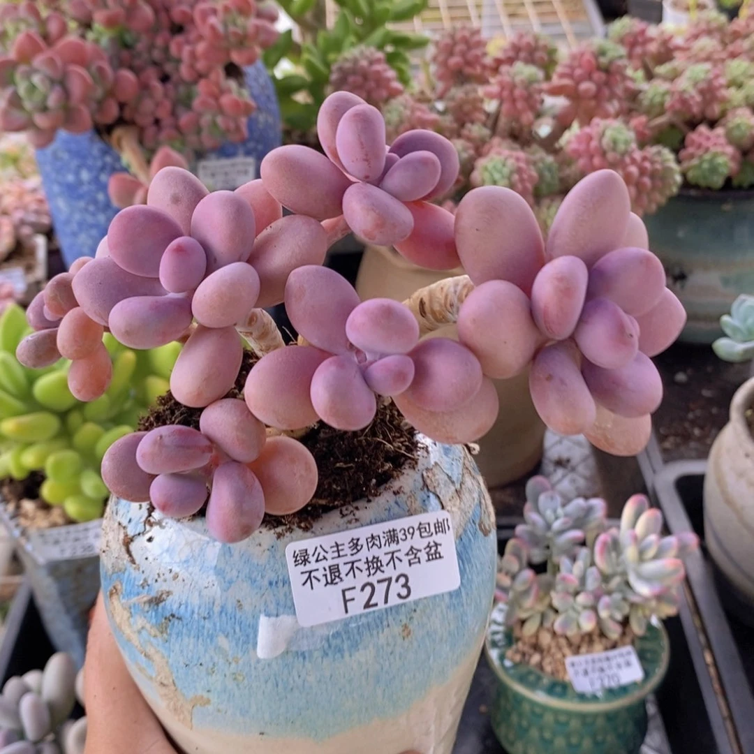 糖果桃蛋老桩12cm273多肉