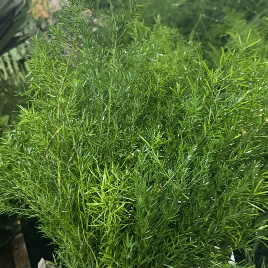 草花鲜切花云南基地直发