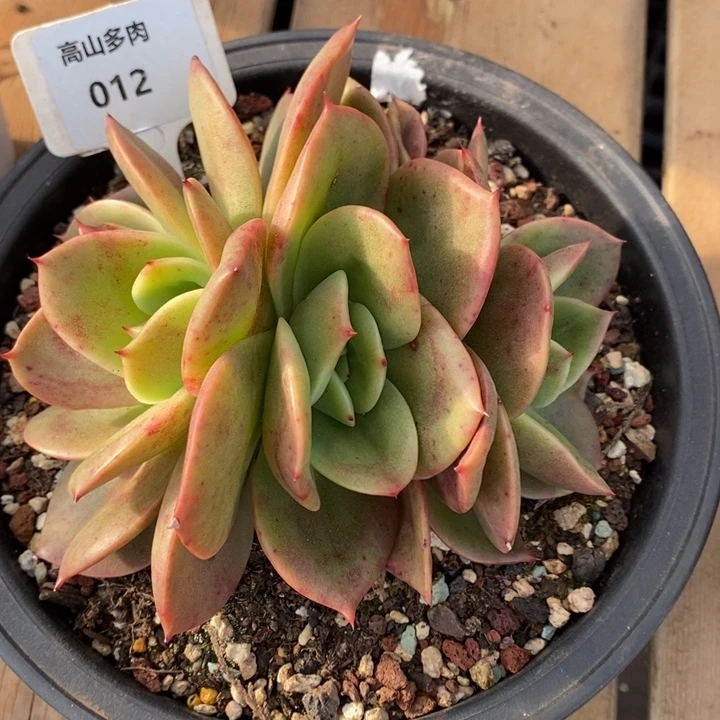 D012- 直播福利 翠鸟