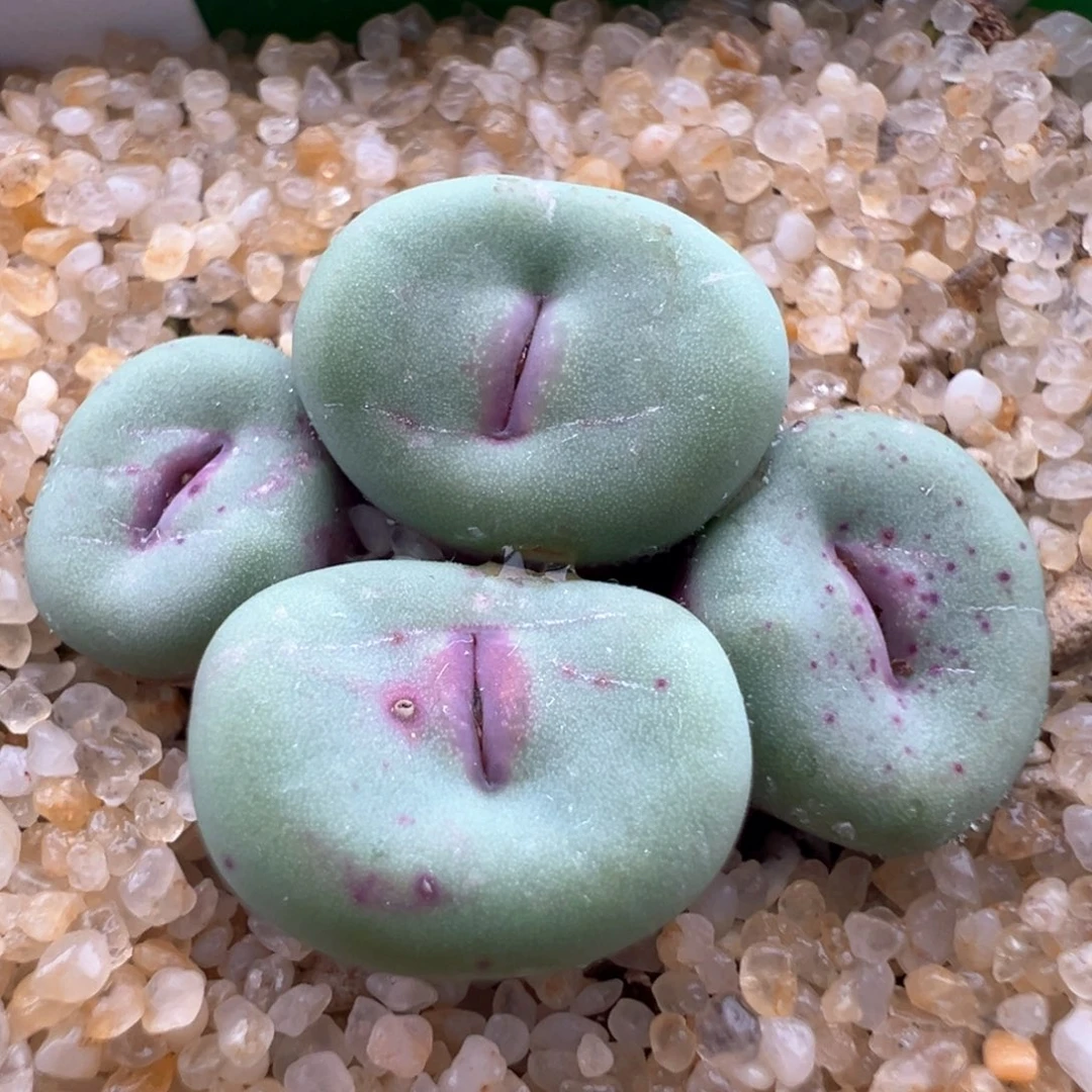 465。优选427红嘴母本