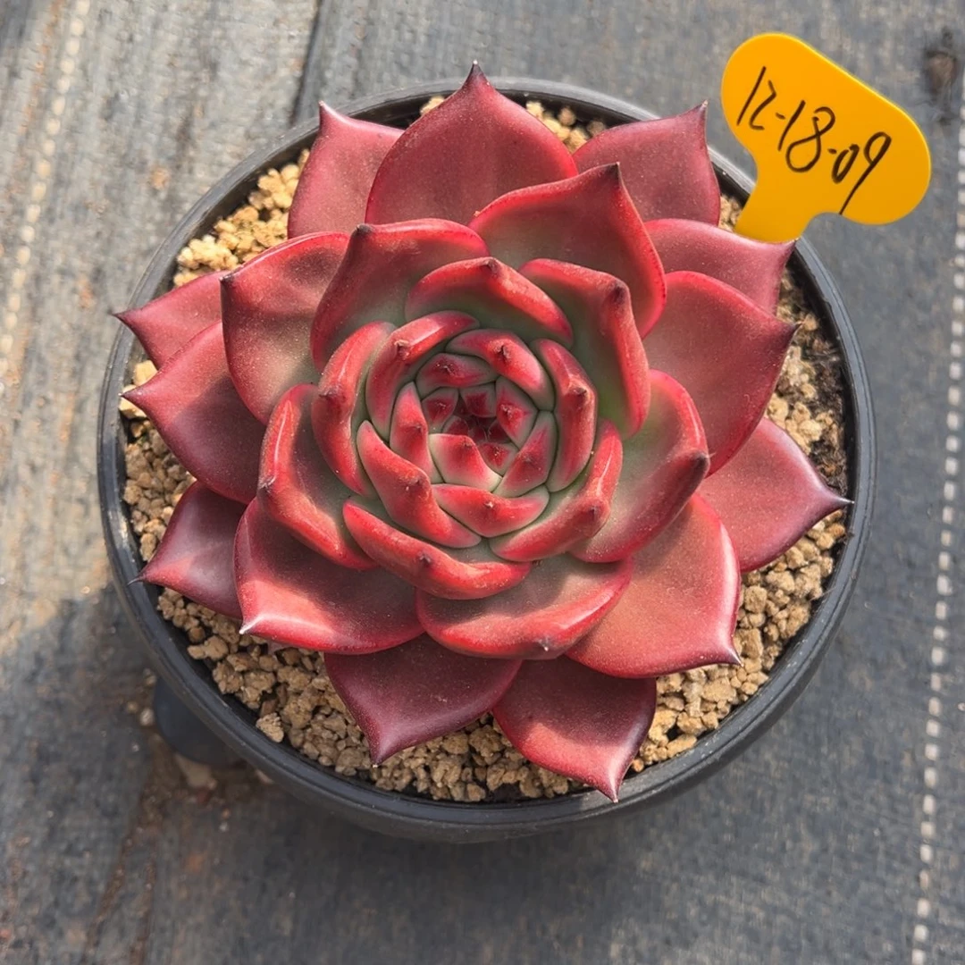 12-18-09粉钻多肉植物