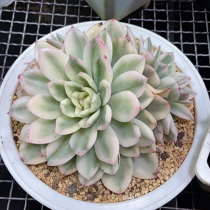 寒酥锦大群多肉植物