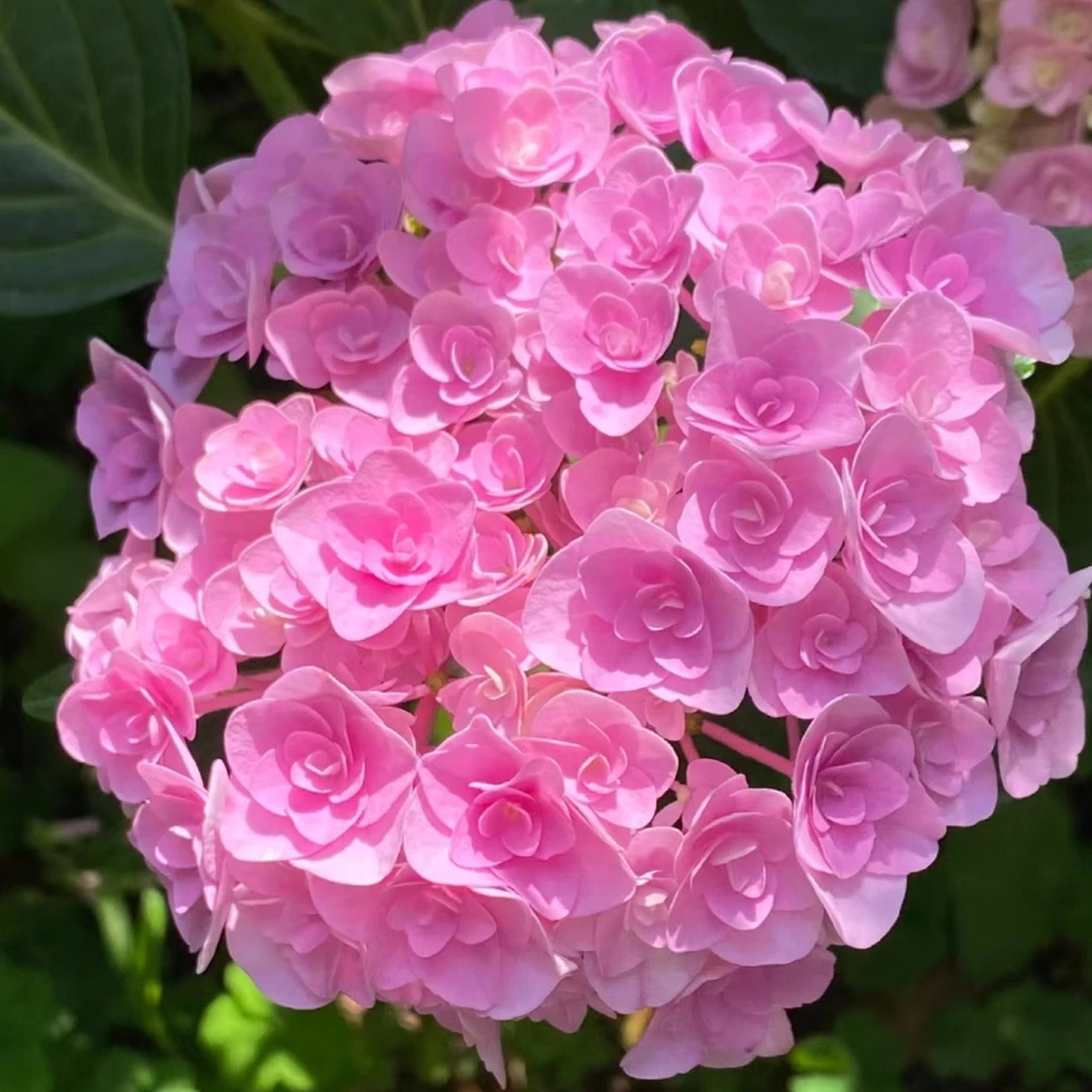 【妖精之吻】多季节开花绣球室内室外盆栽地栽【热卖】花开绣球盆栽