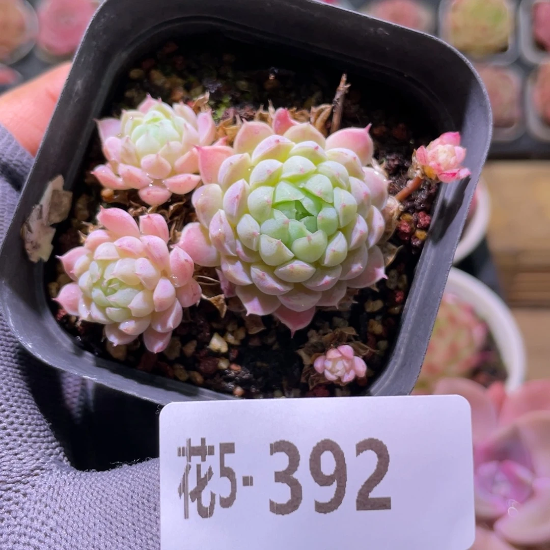 花利美5-392羊脂球