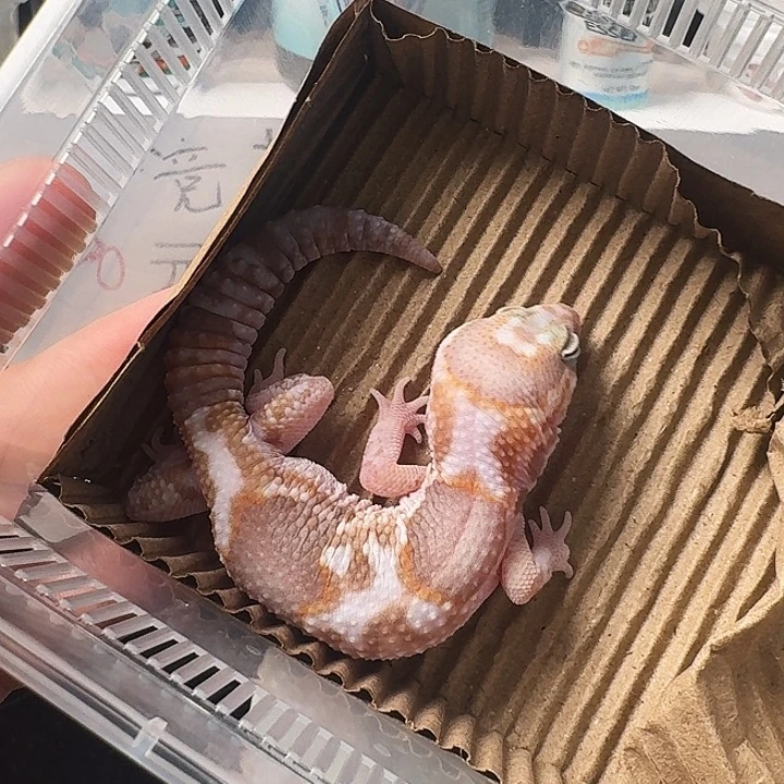 肥尾守宫奶橘搞起来！