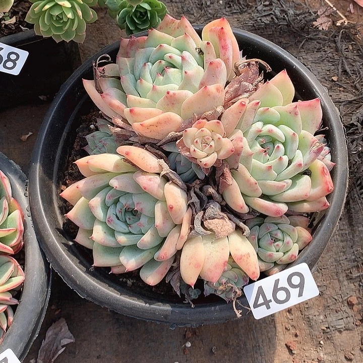 469拉糖 一物一拍多肉