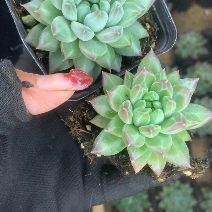 绿茸。绿钻。（满9.99包邮不满9.99发叶子）
