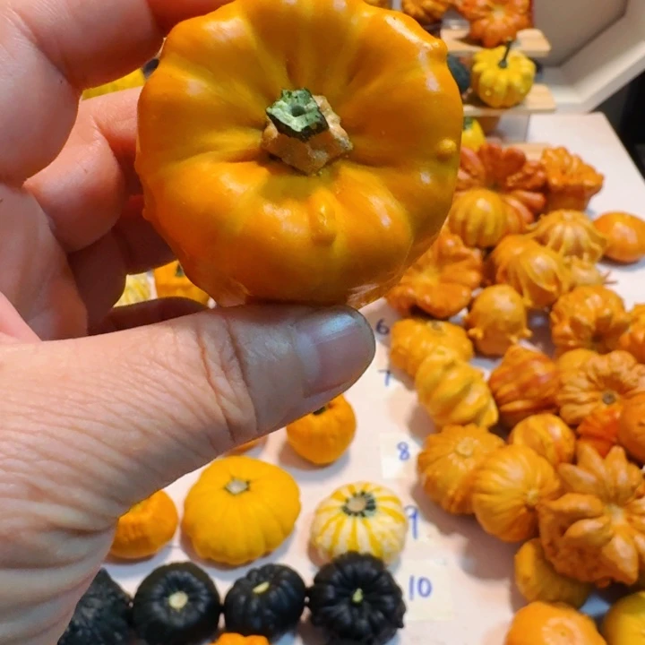 家**宝墨西哥葫芦青皮