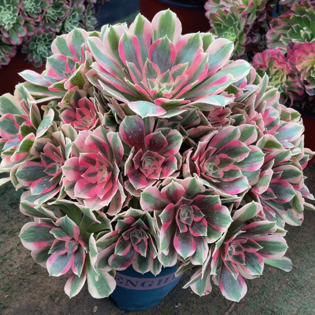 043初恋玫瑰精品老桩法师