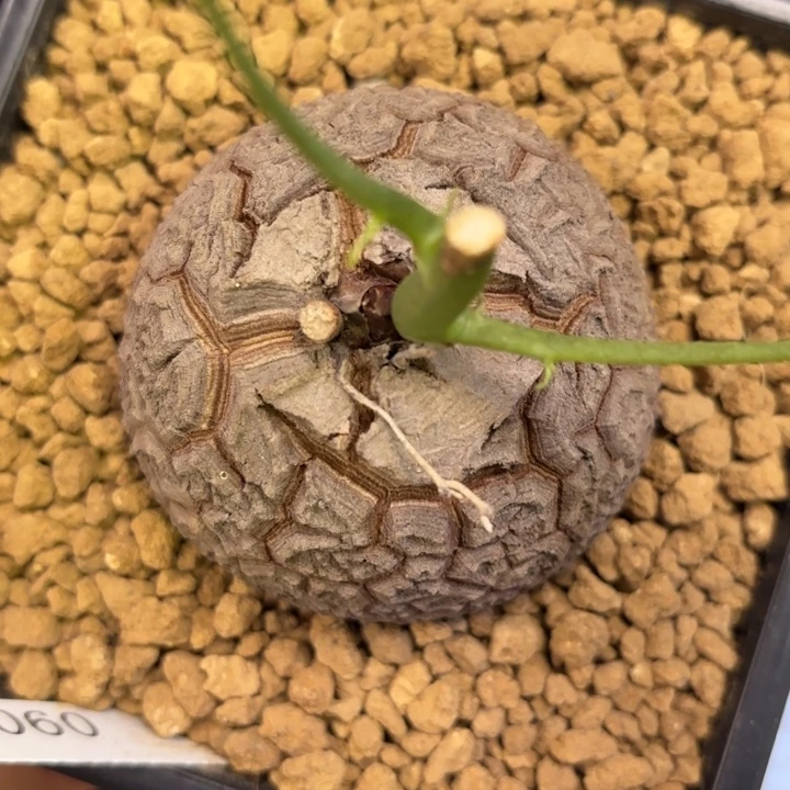 1060号龟甲龙带盆包邮