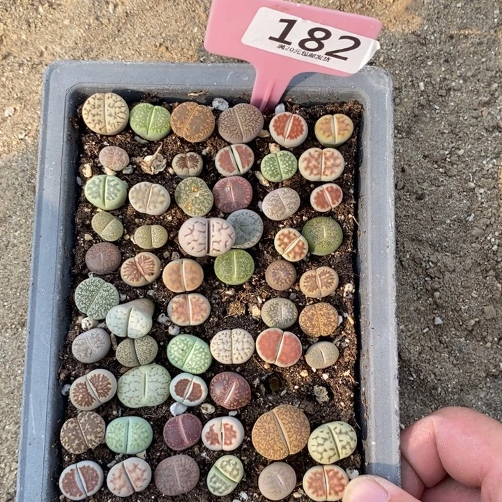 小***子生石花等植物的生长发育182