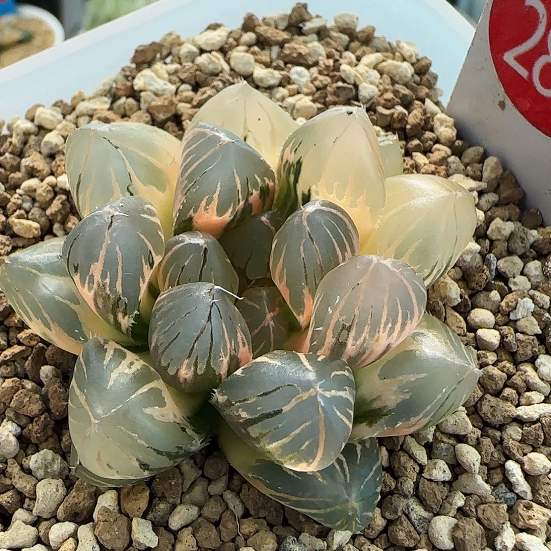 284号OM玉露锦一物一拍带盆土