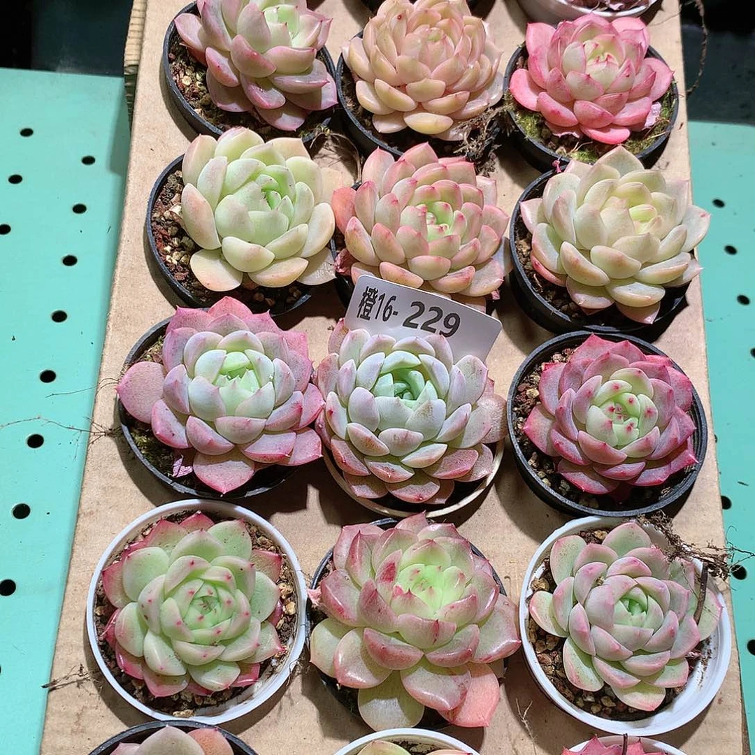 16-229一物一拍带盆18颗