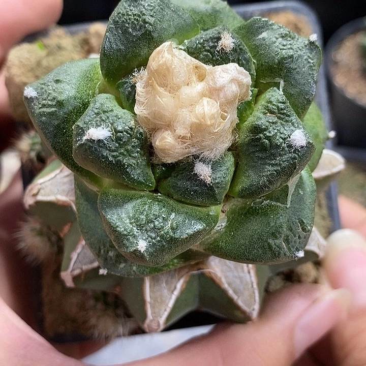 苗接连山牡丹。529号