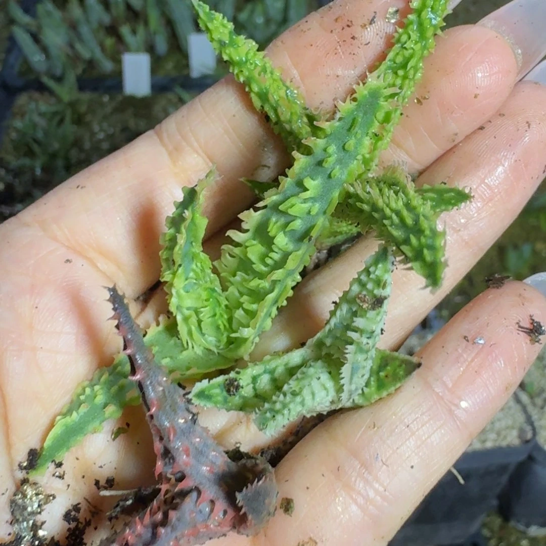 园艺芦荟一物一拍多肉植物