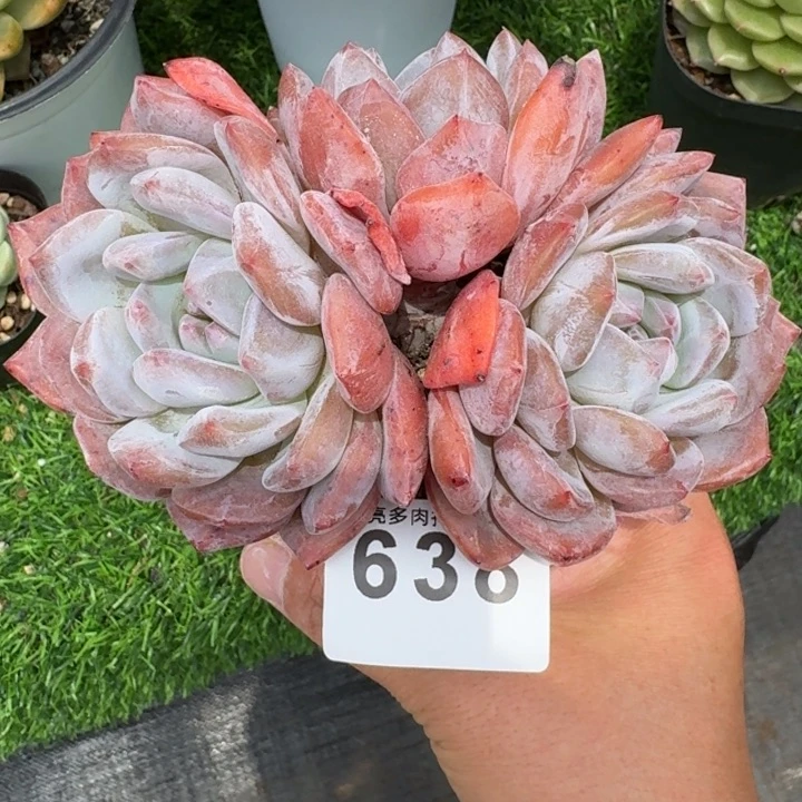 韩橙兮福利         今日新品上新多肉植物