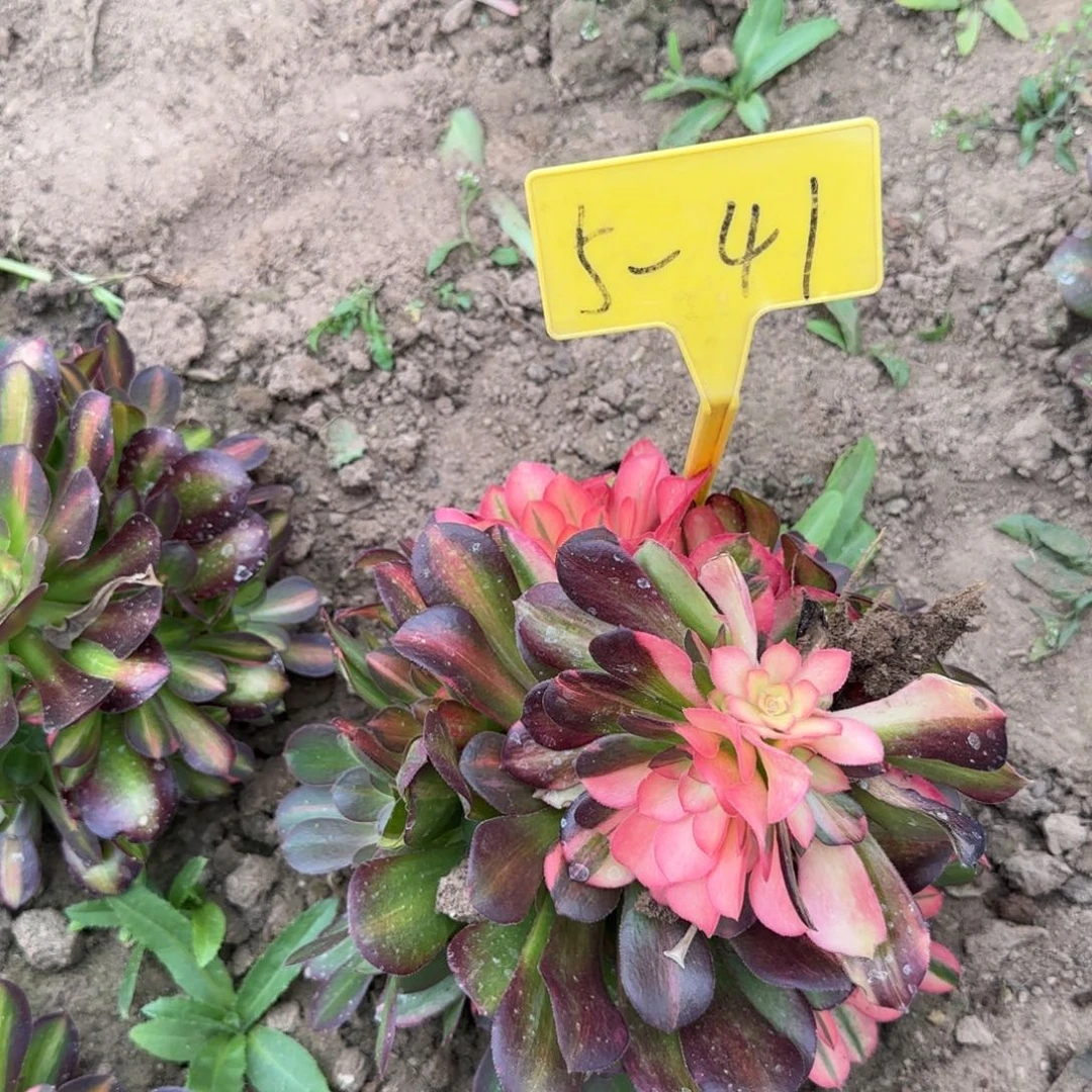 5-41--+多头多肉植物