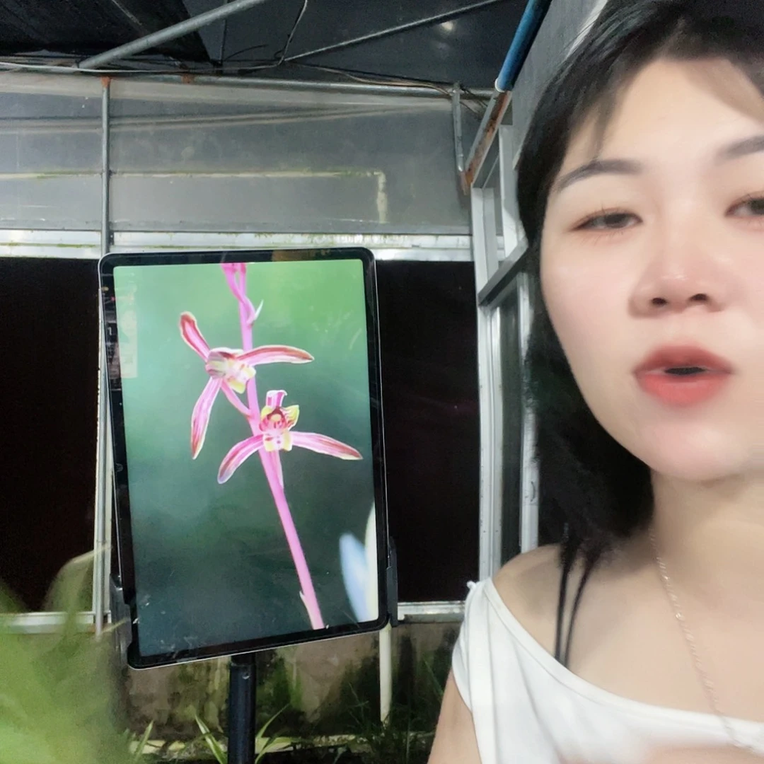 当前无花栽培后可以开花