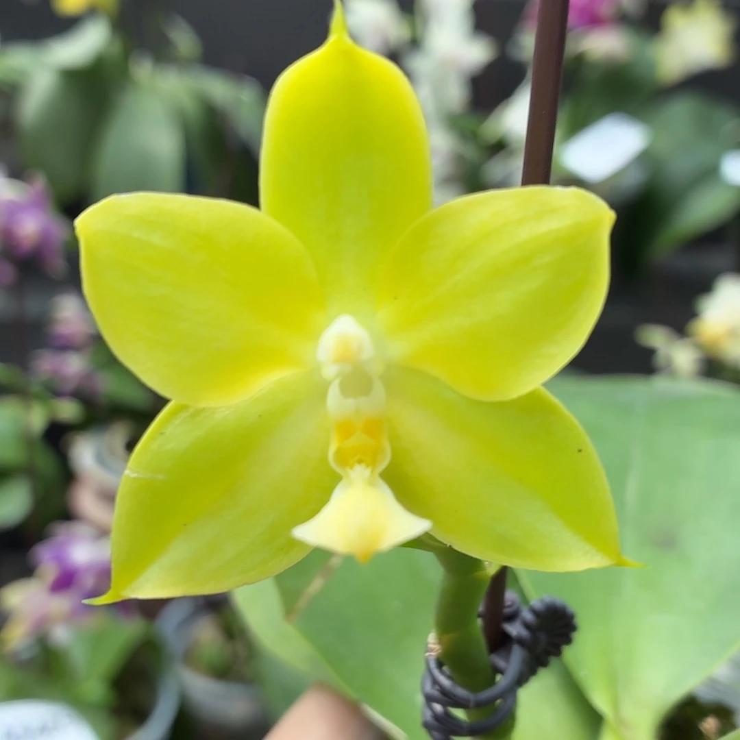 当前无花朵，栽培后可花朵A5498