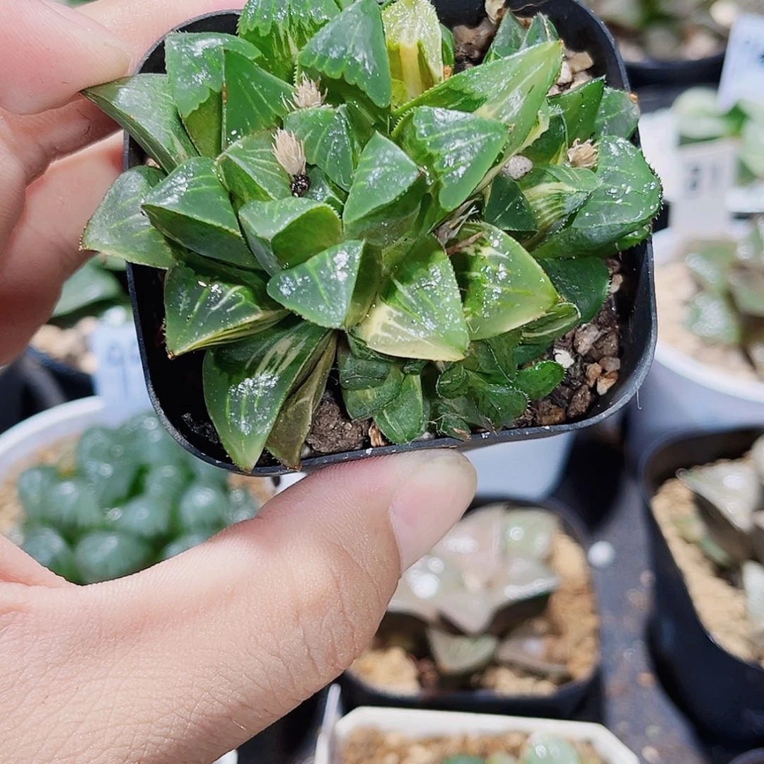 特价处理姬寿锦系列