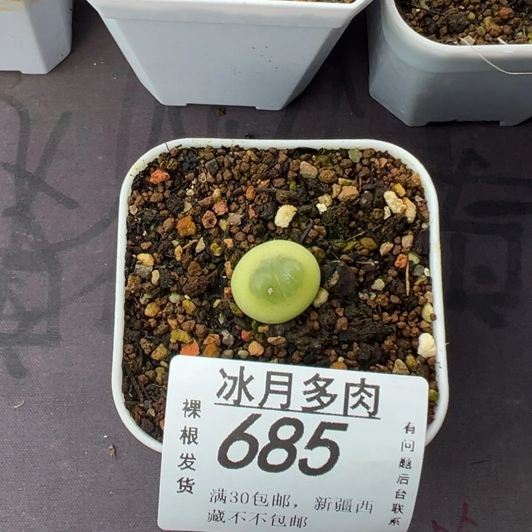 685拉登裸根发货1.4厘米