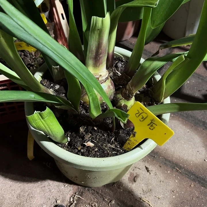 无花朵朱顶红羽后5.8+12侧