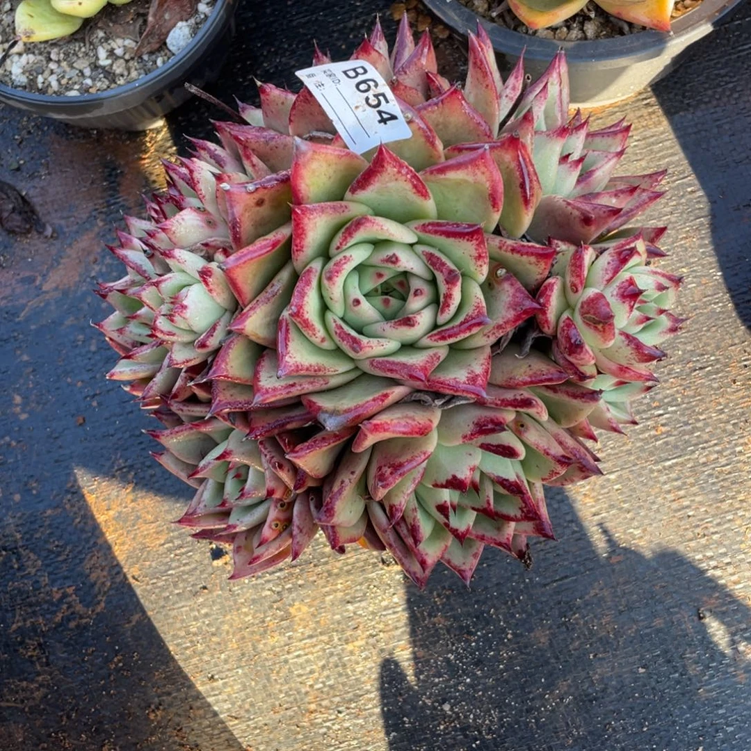 无花朵若如东云组拍B654