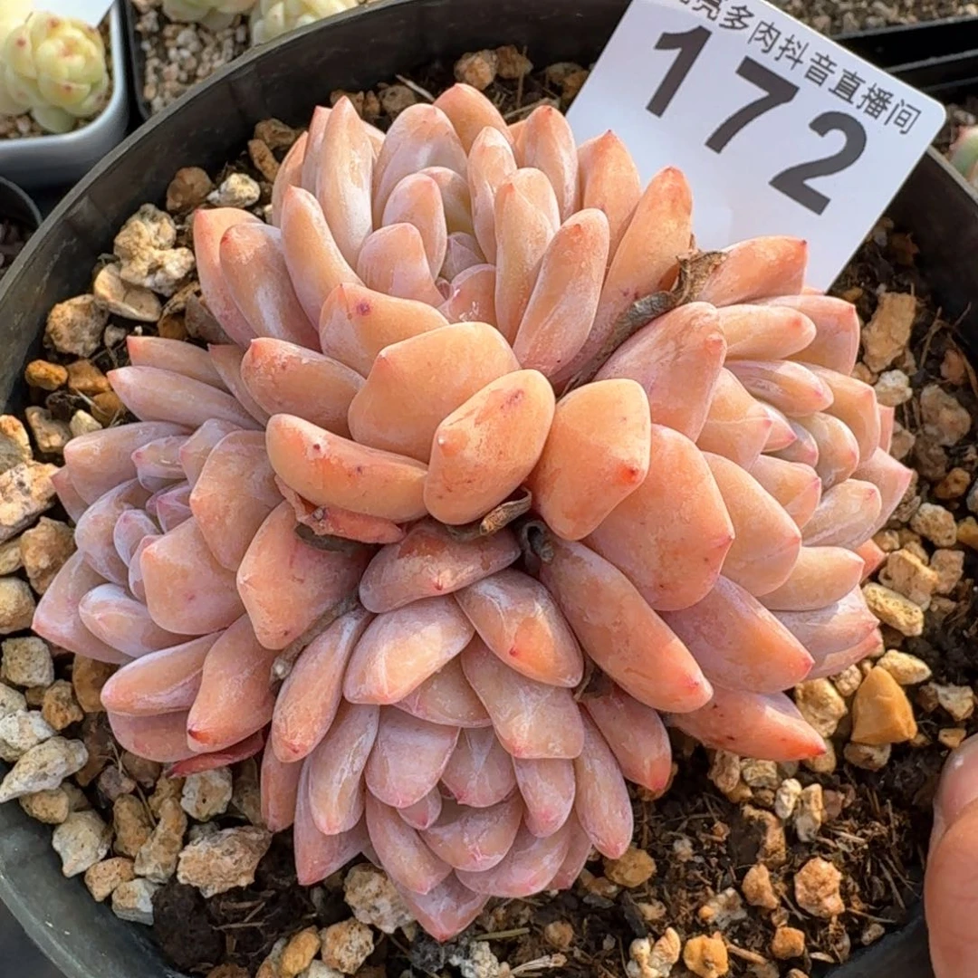 群生朵朵         多肉植物