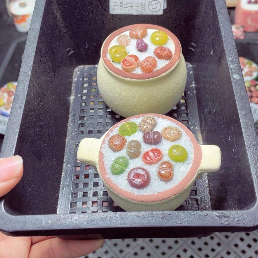 w9155锅锅系列一份两盆量拍