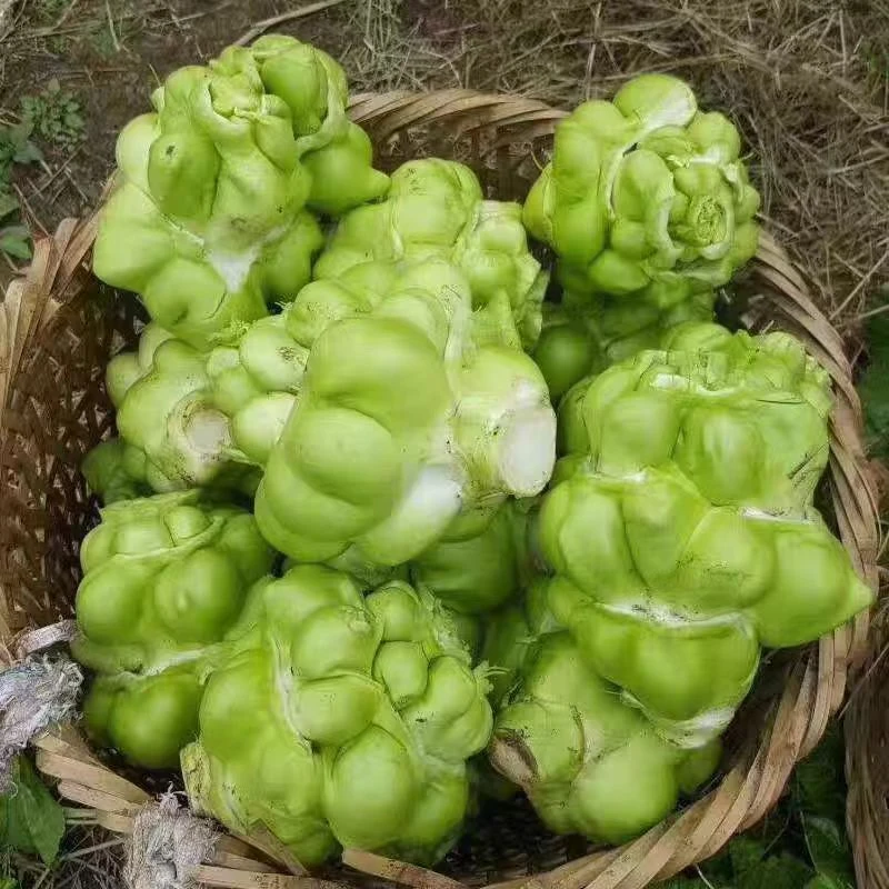 湖南农家自种露天新鲜驼菜