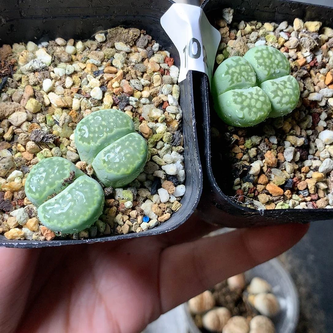 T102多肉植物保护