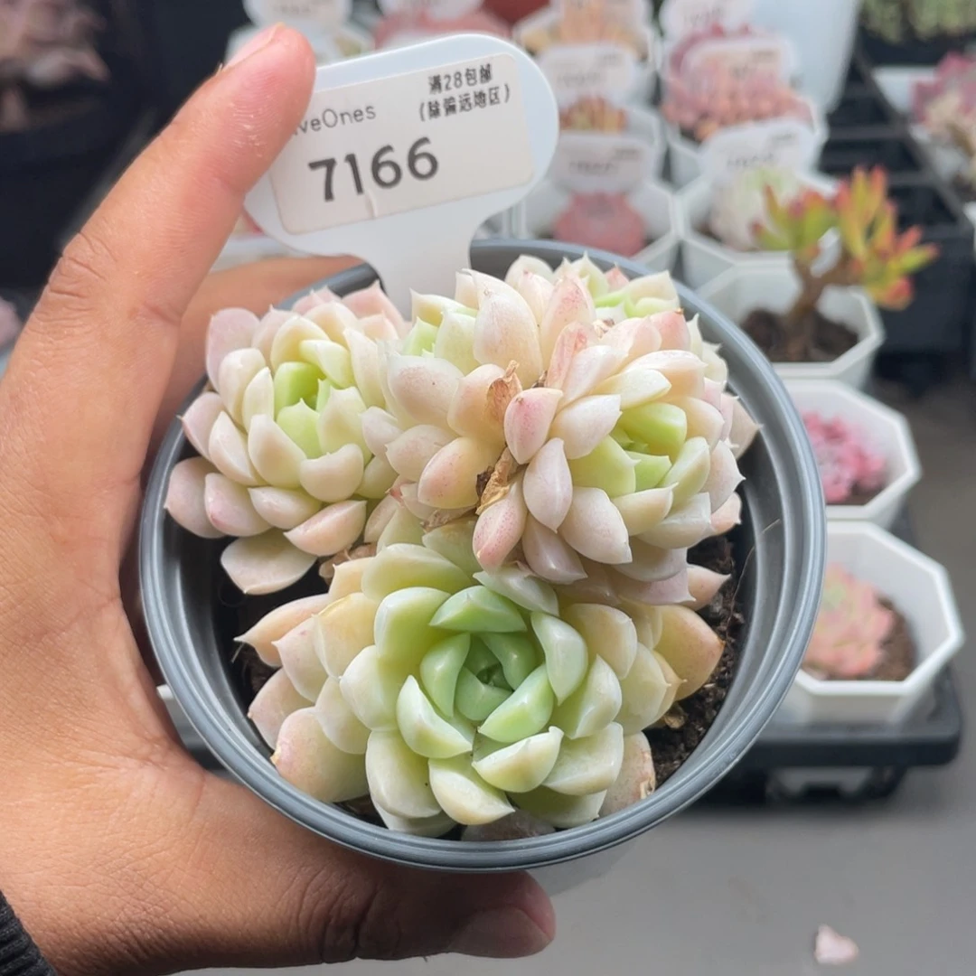 7166白月影10.0厘米