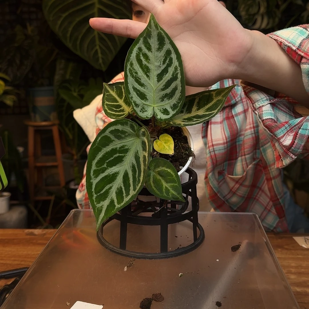 完全开放L71印尼银刷子