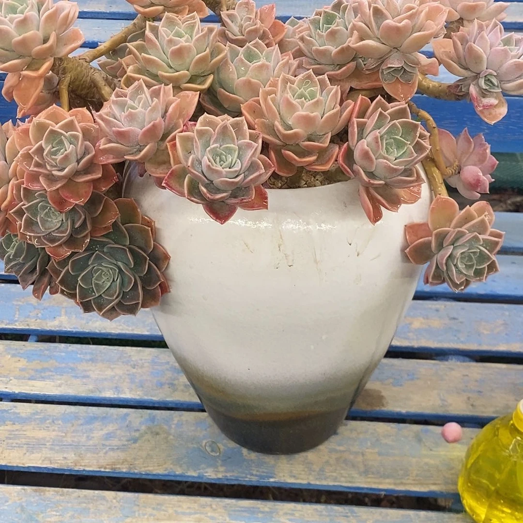 陶*老桩哈里带盆多肉